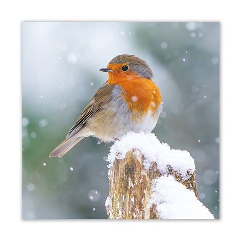 Robin in the Snow