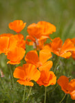 California Poppy Seeds